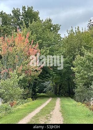 Maple tree’s foliage starting to turn red in autumn. Stock Photo