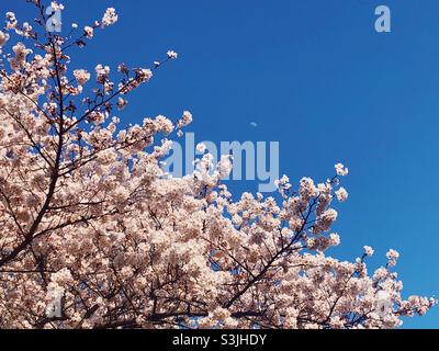 Sakura cherry blossom moon Stock Photo