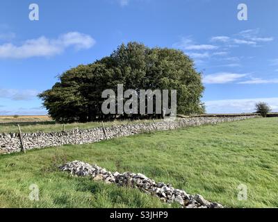 Small woodland copse within dry stoned wall fields in the Peak District Stock Photo