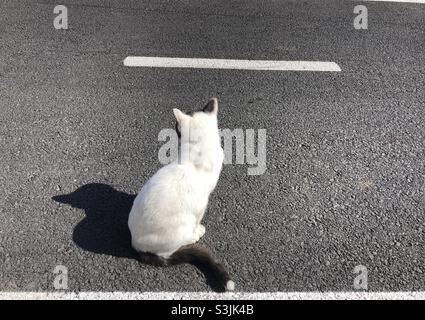Stray cat sitting on asphalt road Stock Photo