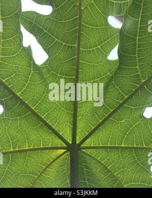 Underside of a paw paw leaf showing delicate structure and veins. Stock Photo