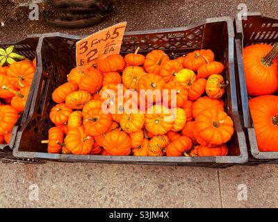 A basket of small pumpkins for sale Stock Photo