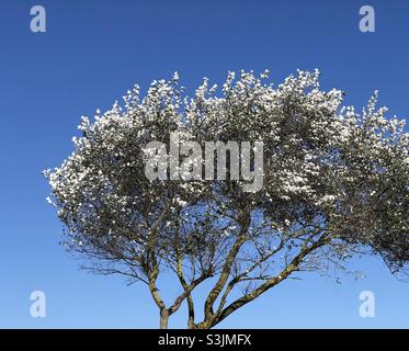 White poplar tree on a windy day Stock Photo