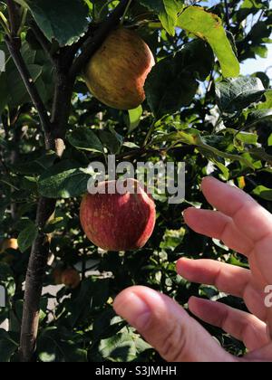 Picking a fresh apple from it’s tree Stock Photo