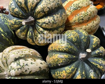 Colorful mini pumpkins Stock Photo