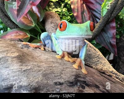 South American red eyed tree frog