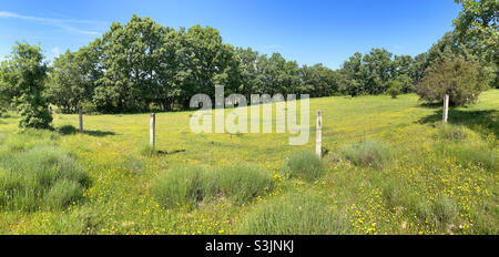 Meadow. Sierra del Rincon Biosphere Reserve, Madrid province, Spain. Stock Photo