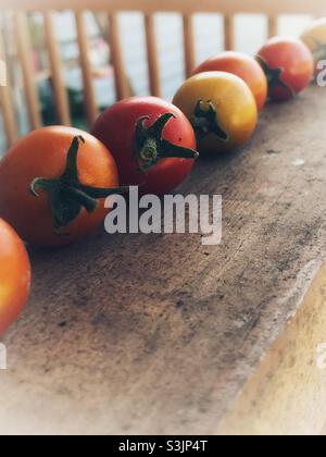 Fresh picked cherry tomatoes ripening in a row Stock Photo