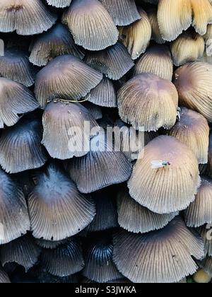 Clusters of Coprinellus micaceus - Mica cap mushrooms Stock Photo