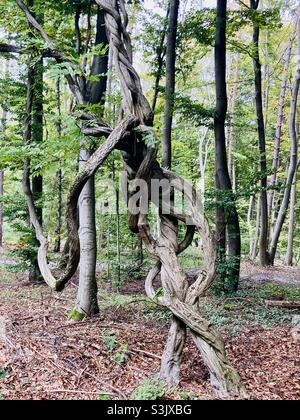 in the forest the trunk of a tree is wrapped with twisted branches Stock Photo