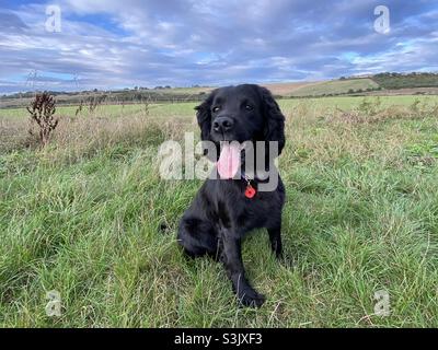 Gun dog with poppy collar UK 2021 Stock Photo