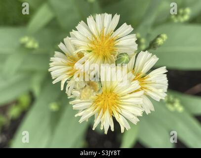 Beautiful flowers of Bitter lettuce grown in Malaysia. Stock Photo