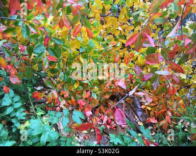 Autumn leaves, kaleidoscope, colour, leaves, nature, beauty, impressionistic, abstract colour, tree, Stock Photo