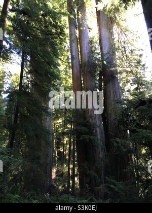 Redwood trees at Boy Scout Tree Trail Jedediah Smith Redwoods State Park Crescent City California Stock Photo