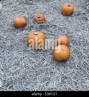 Pumpkins in field of straw Stock Photo