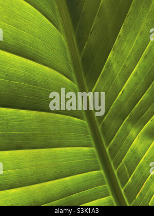 Close up of a banana palm leaf backlit by sun Stock Photo