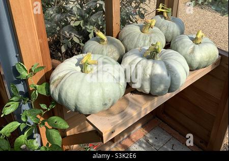Pumpkins in greenhouse Stock Photo