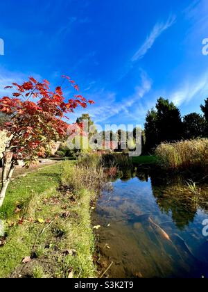 Japanese garden in Horsforth park in Autumn showing Japanese maple and koi carp in the pond Stock Photo