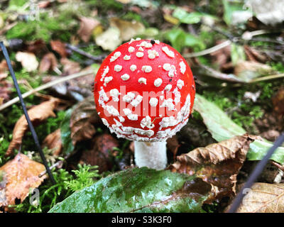 Fly Agaric fungi in the woods at Warton Crag, Carnforth, Lancashire. Arnside & Silverdale AONB October 2021 Stock Photo