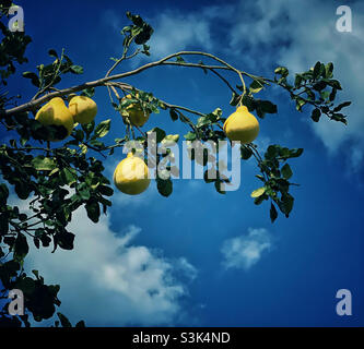 Pomelo fruit ripening on a tree in the sunshine Stock Photo