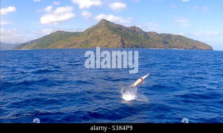 Dolphin playing in the lagoon in Mayotte island Stock Photo