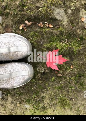 Looking down at autumn‘s first red Maple leaf Stock Photo