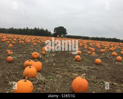 Pumpkin field Stock Photo