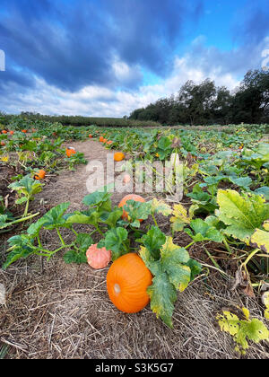 A pumpkin patch at a pick your own farm. Fresh pumpkins line the rows of plants waiting for the children to walk through the field. Stock Photo