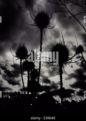 Silhouette of Dried Milk thistles against a dramatic sky Stock Photo
