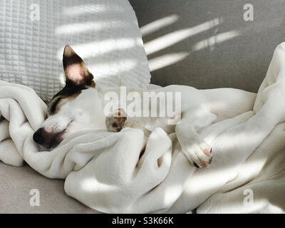 Low angle close up view of a Jack Russell Terrier dog asleep on the sofa amongst cozy white blankets and pillows in the morning sunlight Stock Photo