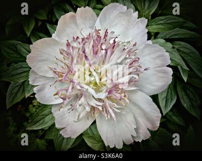 close up shot of chinese peony flower blossom with pink and white lush. Stock Photo