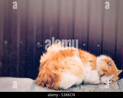 Cute Stock Photo