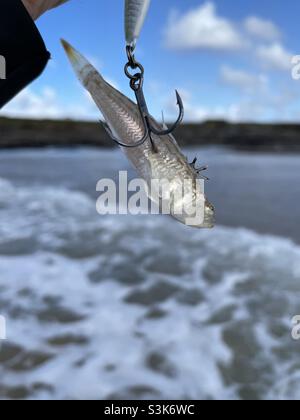 Lesser Weever fish foul hooked on a lure, Cornwall, October Stock Photo -  Alamy