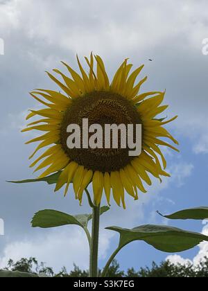 Giant sunflower standing tall against a blue sky background Stock Photo