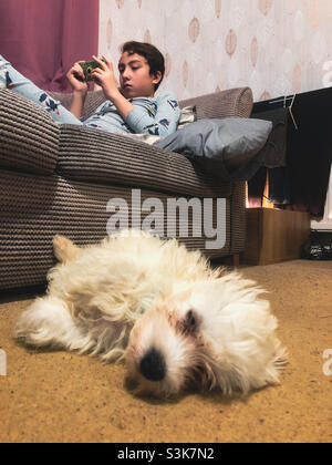 A Cavapoo puppy sleeps on the floor while a boy plays a game on a mobile phone sat on the sofa behind. Stock Photo