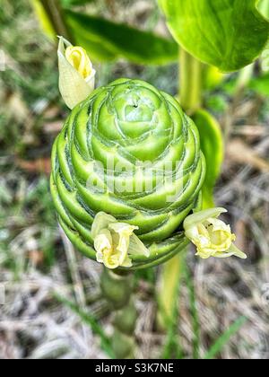 Pine Cone Ginger Lily aka Shampoo Ginger, Awapuhi Kuahiwi, Pinecone Lily, Bitter Ginger, Wild Ginger. Stock Photo