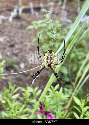 Friendly Yellow Garden spider in an outdoor backyard garden. Stock Photo