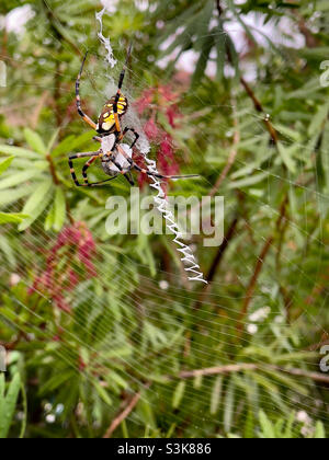 One female Yellow Garden Spider in a Bottlebrush tree. Stock Photo