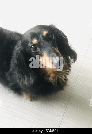 Miniature long haired dachshund Stock Photo