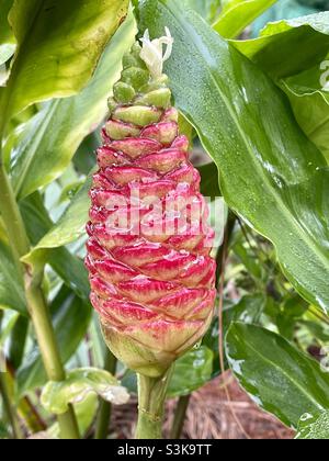 Pine Cone Ginger Lily aka shampoo ginger or awapuhi or bitter ginger or pine cone ginger. Stock Photo