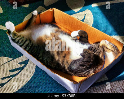 Short haired female tabby cat is sunbathing upside down in an old box. Stock Photo