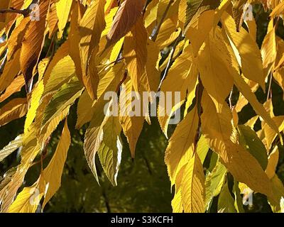 Bright golden yellow leaves on a weeping cherry tree. Autumn leaves and Fall color at their best. Stock Photo