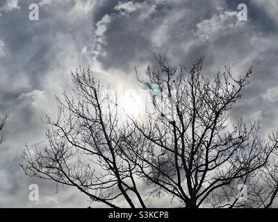 A backlit tree is silhouetted against a cloudy sky and a mid-morning springtime sun. A beautiful natural abstract. Stock Photo