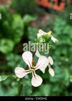 The flower of Garden Rocket or Arugula (Eruca vesicaria) showing it's corymb structure. Stock Photo
