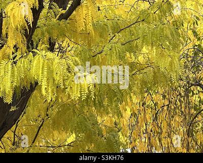 Trees in a front yard in autumn have reached their peak of color. Locust and Weeping Cherry trees are ablaze in bright golden yellow. Stock Photo