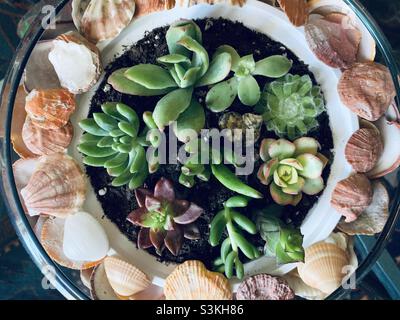 Close up succulents planting in the white container inside the round glass decorated with shells. Stock Photo