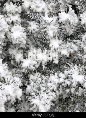 Fir tree branches coated in soft, fluffy snow. Stock Photo