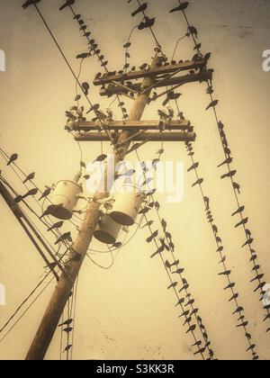 Birds on electric wires in the fall migration Stock Photo