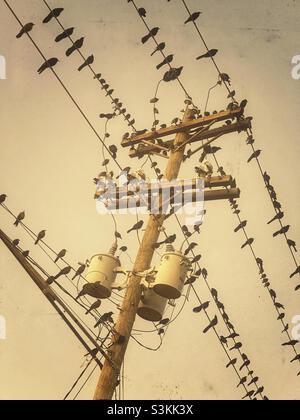 Black birds sitting on power electric lines during migration in fall or winter Stock Photo