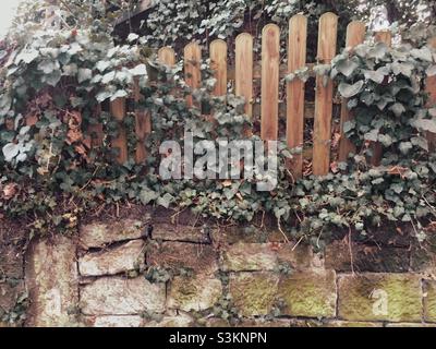 Old overgrown wooden fence on a stone wall Stock Photo